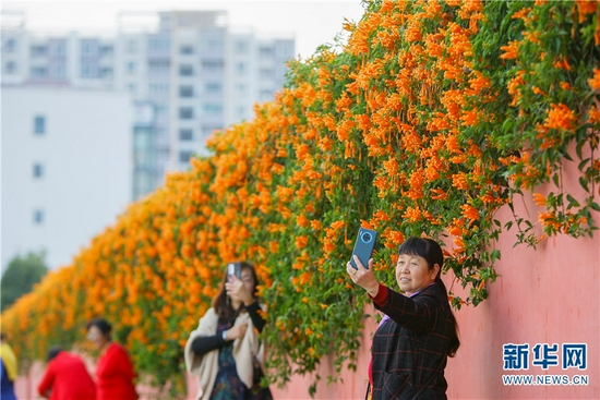 市民在云龙寺外赏花拍照(10月31日摄)。新华网发(杨俊鹏 摄)