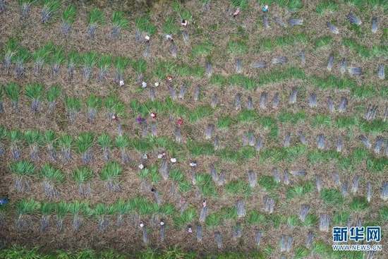 航拍甘蔗种植基地（摄于11月28日）。新华网发（佐连江 摄）