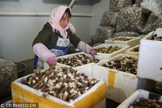3月21日,丽江中源绿色食品有限公司的职工在收购羊肚菌。CICPHOTO/梁志强 摄