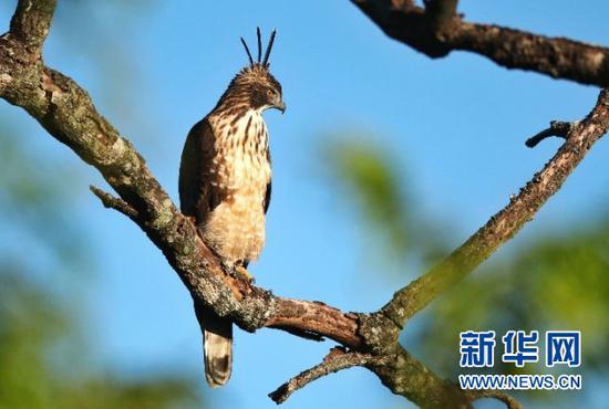 鹰雕。盈江县观鸟协会会长 班鼎盈 摄/供图