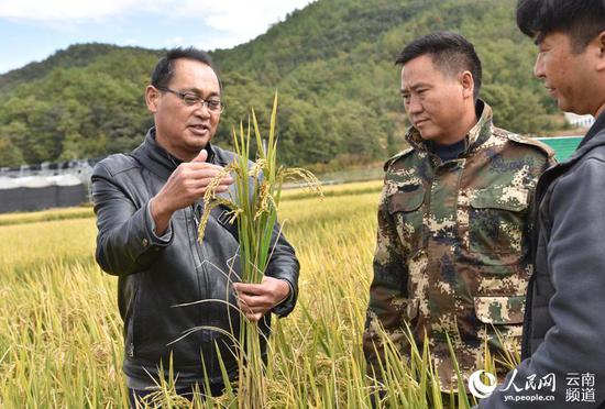 农技人员查看粳稻生长情况。摄影:赵庆祖