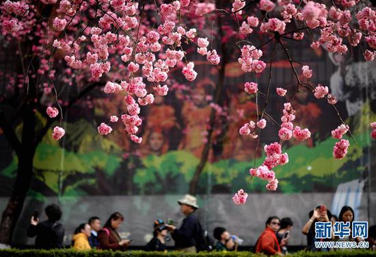 昆明,2019年3月17日 昆明樱花盛开 游人纷至沓来 游人在昆明圆通山公园观赏盛开的樱花(3月16日摄)。新华社记者 秦晴