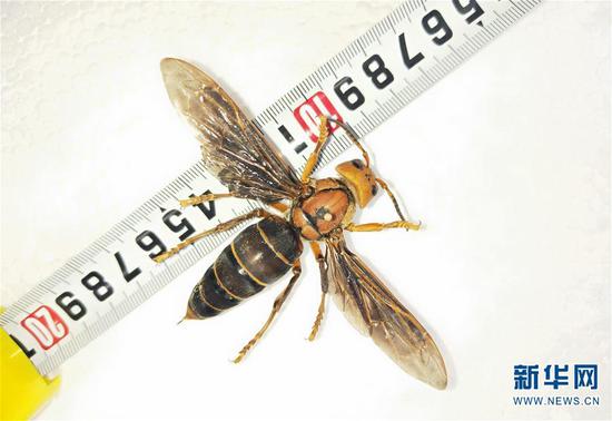 图为体长超过6厘米的中国大虎头蜂个体标本。 新华社发(成都华希昆虫博物馆供图)