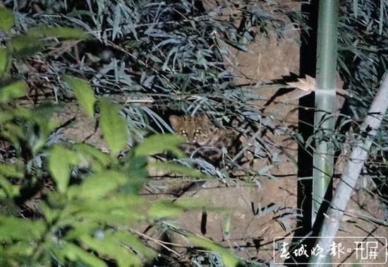 ▲德宏铜壁关保护区红外影像