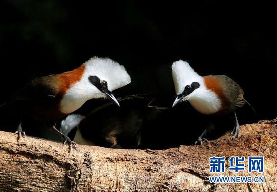 白冠噪鹛。盈江县观鸟协会会长 班鼎盈 摄/供图
