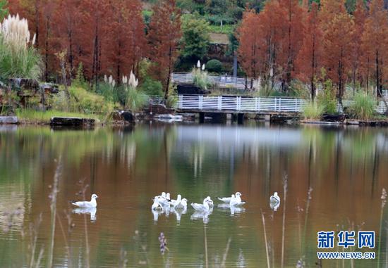 玉顺湖的红嘴鸥(11月3日摄)。新华网发