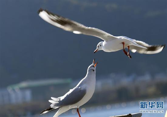 两只红嘴鸥