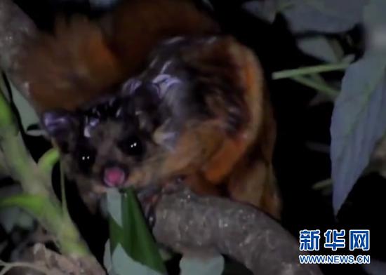 高黎贡比氏鼯鼠