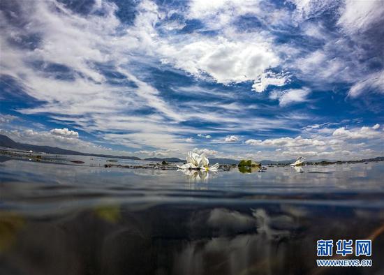 在洱海中开放的海菜花(5月31日摄)。