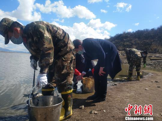 图为当地组织人员清理死鱼。 钟欣 摄