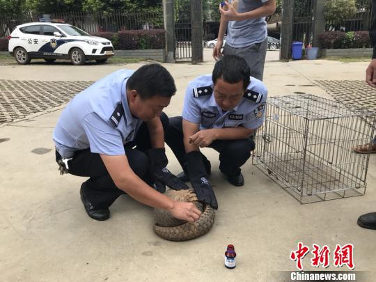 图为森林公安救治穿山甲。文山州森林公安供图