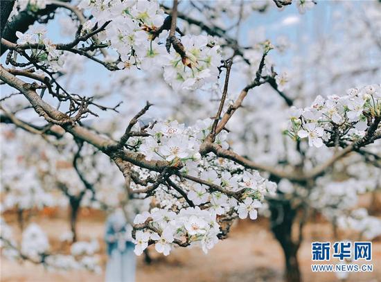 每年此时,雪白的梨花覆盖着万溪冲。新华网发(呈贡区融媒体中心供图)