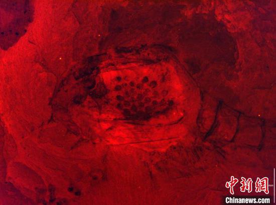 图为川滇虫荧光显微照片。玉溪师范学院提供
