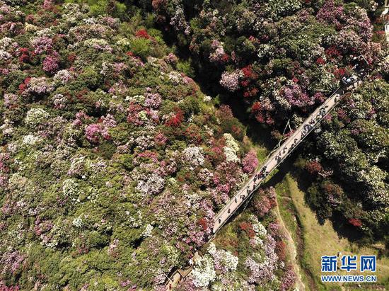 4月7日,游客在贵州省毕节市百里杜鹃金坡景区游览(无人机拍摄)。新华社发(韩贤普 摄)