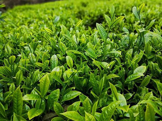 路径:党员示范带动促绿茶产业提升