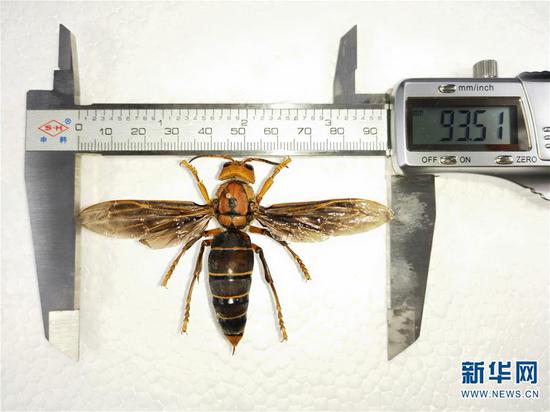 图为翅展达9.35厘米的中国大虎头蜂个体标本。 新华社发(成都华希昆虫博物馆供图)