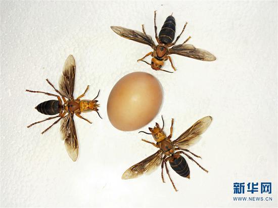 这是中国大虎头蜂与鸡蛋对比图。 新华社发(成都华希昆虫博物馆供图)