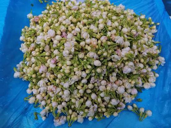 茉莉花
