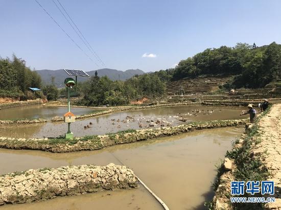 元阳当地对一些明白人、带头人进行培训,提供技术支持,给予适当资金扶持,让这些带头人在村子里形成一定的示范效应,从而让更多人一起通过“稻鱼鸭”种养模式,保护好梯田。(新华网 詹晶晶 摄)