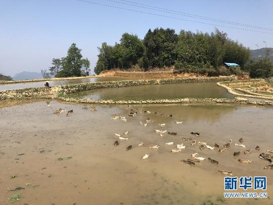 近年来元阳县大力推广“稻鱼鸭”综合种养模式,带动群众脱贫致富。图为梯田里的鸭子。(新华网 詹晶晶 摄)