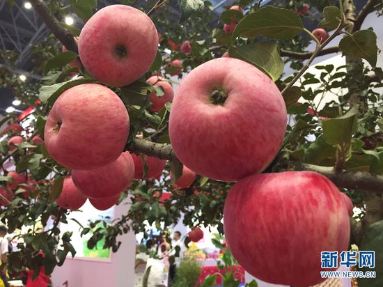 昭通苹果展销会现场摆放的苹果树。