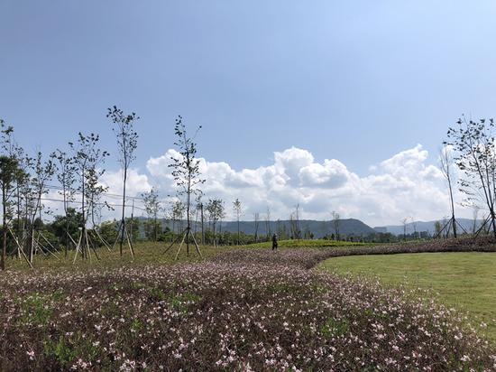 抚仙湖北岸湿地风光。新华网 柴静 摄