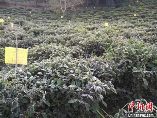 图为8日西双版纳南糯山多依寨茶产区发生霜冻。 杉茗 摄