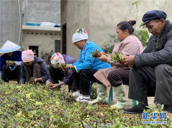 4月25日,当地村民在摘石斛。(新华网 李昀瞔 摄)