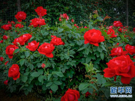 玫瑰花。(摄于4月28日)(新华网 潘越 摄)