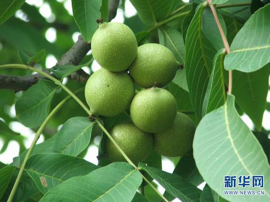 (临沧核桃 资料照片)