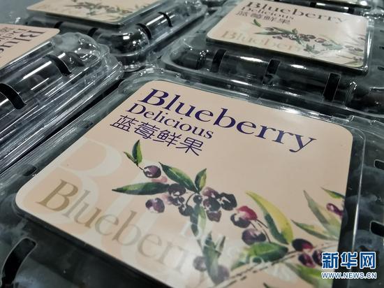 打包分拣好的蓝莓鲜果。新华网发 张立嵩 摄