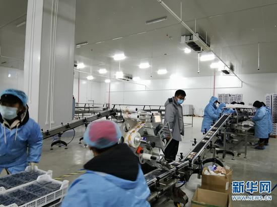 分拣打包人员在车间工作。新华网发 张立嵩 摄