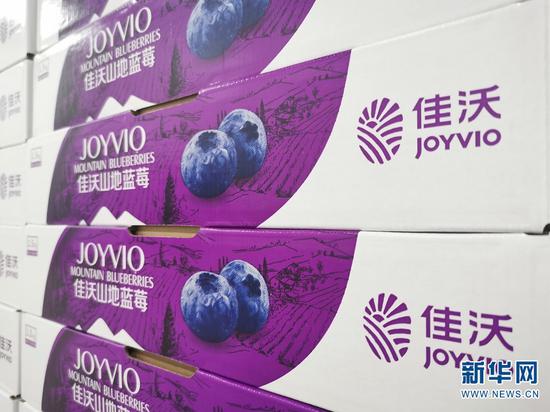 佳沃蓝莓。新华网发 张立嵩 摄