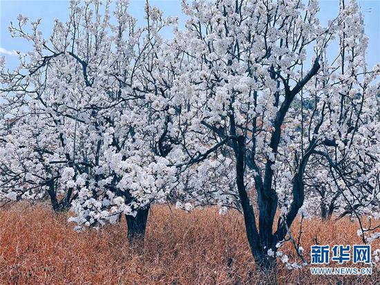 每年此时,雪白的梨花覆盖着万溪冲。新华网发(呈贡区融媒体中心供图)
