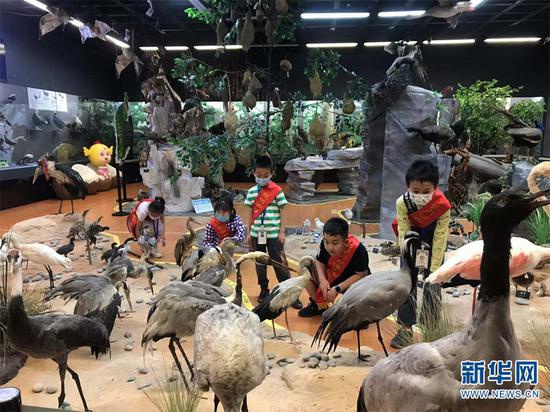 小朋友们认真观看鸟类标本(5月15日摄)。新华网发(供图)