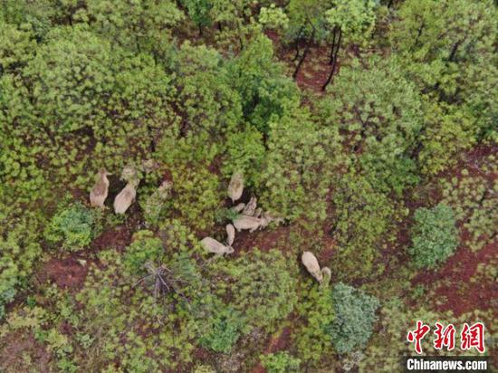 图为监测到的象群。 云南省森林消防总队供图