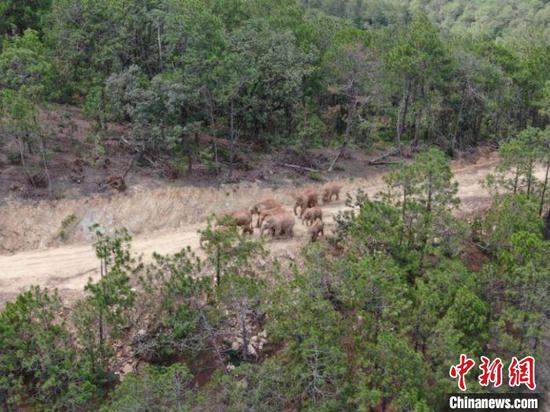 图为监测到的象群。　云南省森林消防总队提供