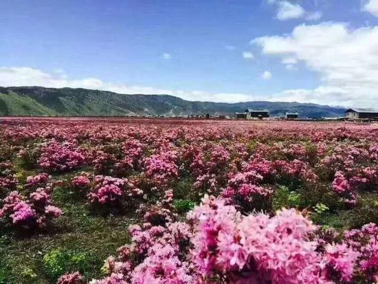 为了让游客获得独特的赏花体验,香格里拉推出了3条短线旅游赏花路线: