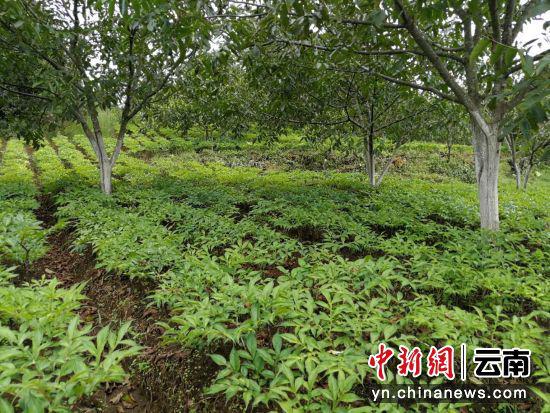 引进种植魔芋示范基地