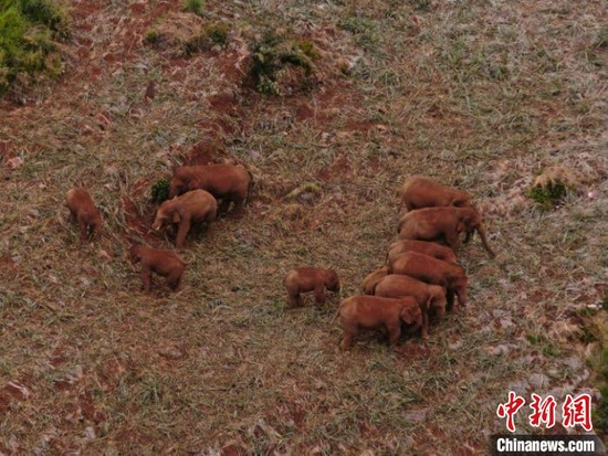 　　图为监测到的象群。　云南省森林消防总队提供