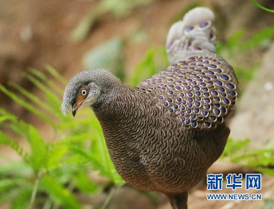 灰孔雀雉。盈江县观鸟协会会长 班鼎盈 摄/供图