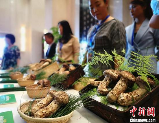 图为发布会现场展示的新鲜松茸。 龙彦 摄