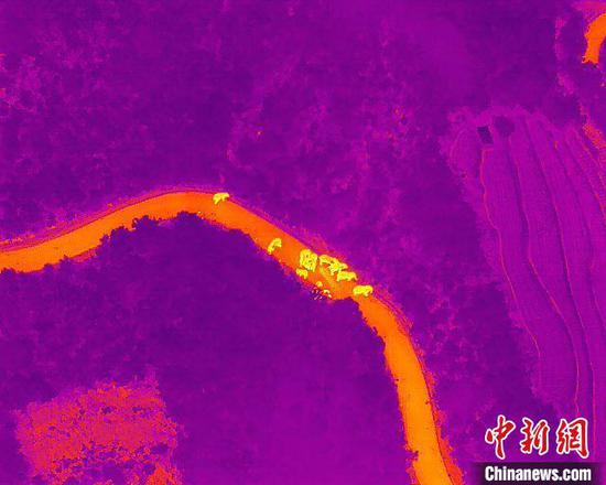 图为监测到的象群。 云南省森林消防总队提供