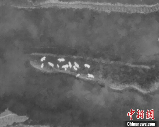 图为监测到的象群。 云南省森林消防总队提供