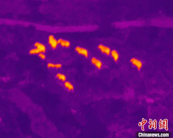 图为监测到的象群。 云南省森林消防总队提供