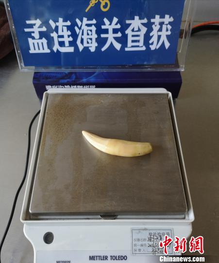 图为查获的虎牙。孟连海关供图