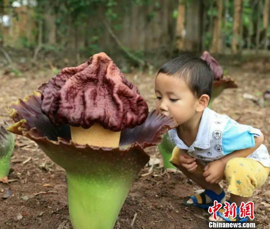 图为一名儿童正好奇地观察疣柄磨芋。 万金鹏 摄