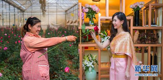 泰国曼谷的一位女士(右)“接过”云南花农“递出”的一支鲜花(拼版照片,左图为2月15日新华社记者胡超摄;右图为2月16日新华社记者张可任摄)。