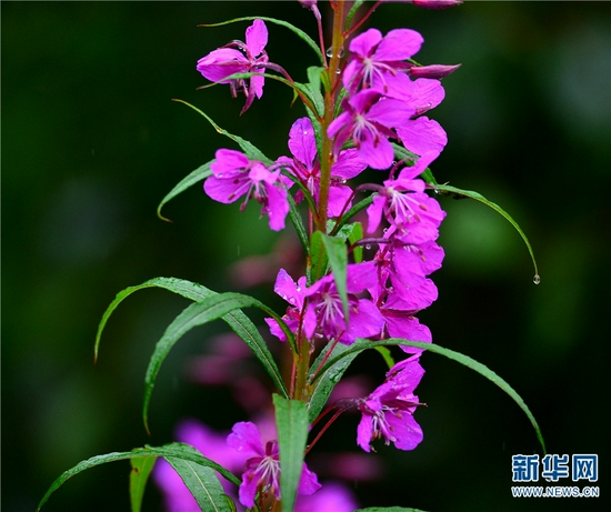 柳兰(7月27日摄)。新华网发(李树靖 摄)