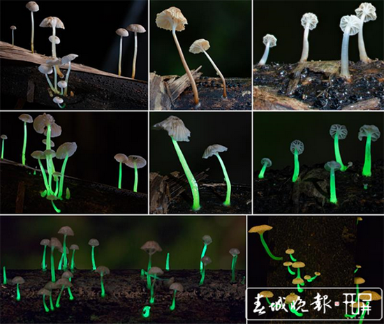 发光蘑菇(图源:西双版纳热带植物园)